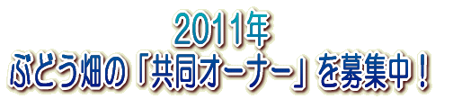 2006年 ぶどう畑の「共同オーナー」を募集中!