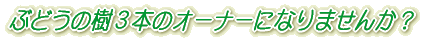 ぶどうの樹3本のオーナーになりませんか?
